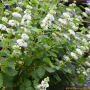 흰층꽃나무 : 곰배령