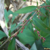 여뀌(Persicaria hydropiper (L.) Delarbre) : 통통배
