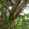 배롱나무(Lagerstroemia indica L.) : habal