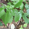 두메고들빼기(Lactuca triangulata Maxim.) : 무심거사