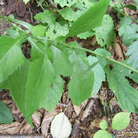 두메고들빼기(Lactuca triangulata Maxim.) : 청암