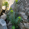 암대극(Euphorbia jolkinii Boiss.) : 마리미