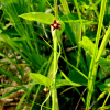 흑박주가리(Cynanchum nipponicum Matsum. var. glabrum (Nakai) H.Hara) : habal