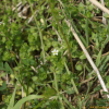 벼룩이자리(Arenaria serpyllifolia L.) : 푸른마음