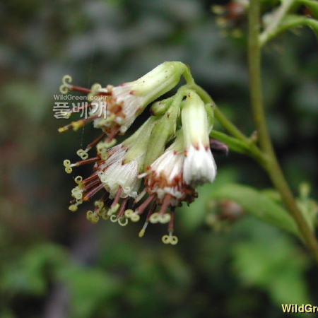 민박쥐나물(Parasenecio hastatus (L.) H.Koyama subsp. orientalis (Kitam.) H.Koyama) : 벼루