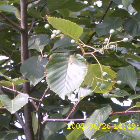 팥배나무(Aria alnifolia (Siebold & Zucc.) Decne.) : 현촌