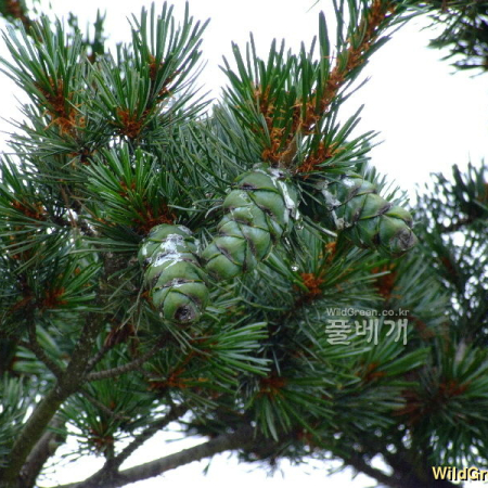 섬잣나무(Pinus parviflora Siebold & Zucc.) : 塞翁之馬