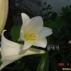 백합(Lilium longiflorum Thunb.) : 별꽃