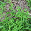 긴화살여뀌(Persicaria breviochreata (Makino) Ohwi) : 오솔