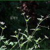 사상자(Torilis japonica (Houtt.) DC.) : 도리뫼