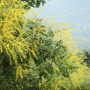 모감주나무 : 산들꽃