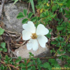 돌가시나무(Rosa lucieae Franch. & Rochebr. ex Cr?p.) : 풀잎사랑
