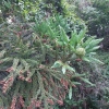 삼나무(Cryptomeria japonica (L.f.) D.Don) : 꽃천사