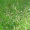 좀새그령(Eragrostis minor Host) : 추풍