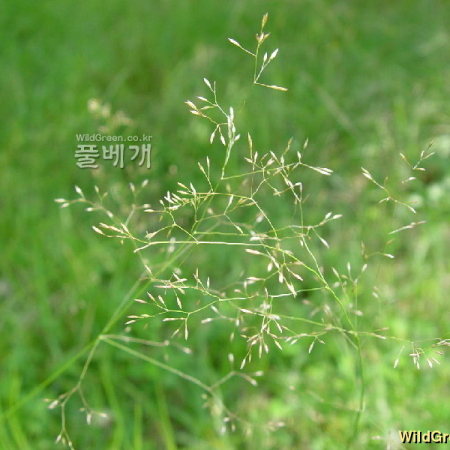 좀새그령(Eragrostis minor Host) : 별꽃