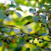 짝자래나무(Rhamnus yoshinoi Makino) : 벼루