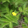 털딱지꽃(Potentilla chinensis var. concolor Franch. & Sav.) : 벼루