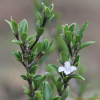 백정화(Serissa japonica (Thunb.) Thunb.) : 산들꽃