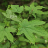 단풍박쥐나무(Alangium platanifolium (Siebold & Zucc.) Harms) : 오솔