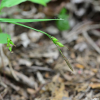 나래사초(Carex filipes Franch. & Sav. var. oligostachys (Meinsh. ex Maxim.) K?k.) : 도리뫼