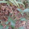 고려엉겅퀴(Cirsium setidens (Dunn) Nakai) : 지노