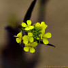 갓(Brassica juncea (L.) Czern. var. juncea) : 통통배