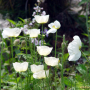 흰두메양귀비 : 별꽃