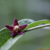 덩굴박주가리(Cynanchum nipponicum Matsum.) : habal