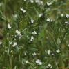 개지치(Lithospermum arvense L.) : 도리뫼