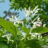 이팝나무(Chionanthus retusus Lindl. & Paxton) : 설뫼*