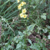 두메고들빼기(Lactuca triangulata Maxim.) : 황금오리
