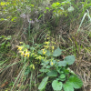 참배암차즈기(Salvia chanryoenica Nakai) : 세임