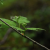 배암나무(Viburnum koreanum Nakai) : 도리뫼