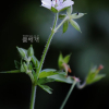 흰이질풀(Geranium thunbergii Siebold ex Lindl. & Paxton f. pallidum (Nakai ex H.Hara) Murata) : 현촌