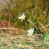 솜나물(Leibnitzia anandria (L.) Turcz.) : 꽃사랑