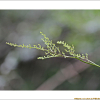 승마(Actaea heracleifolia (Kom.) J.Compton) : 晴嵐