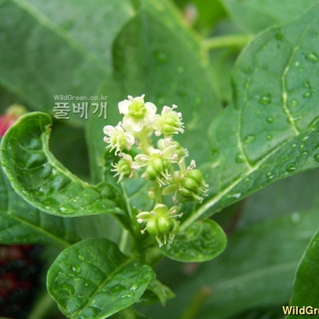 자리공(Phytolacca acinosa Roxb.) : 들국화