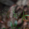 산갈퀴(Galium pogonanthum Franch. & Sav.) : 봄까치꽃