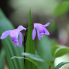 자란(Bletilla striata (Thunb. ex Murray) Rchb.f.) : 봄까치꽃