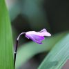 자란(Bletilla striata (Thunb. ex Murray) Rchb.f.) : 봄까치꽃