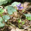 낚시제비꽃(Viola grypoceras A.Gray) : 통통배