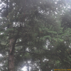 종비나무(Picea koraiensis Nakai) : 무심거사