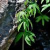 가래바람꽃(Anemone dichotoma L.) : 들국화