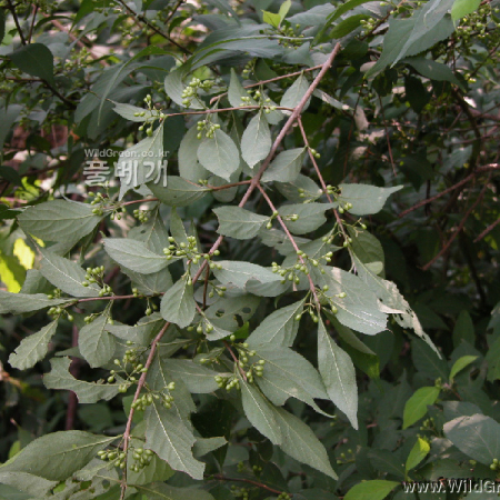 작살나무(Callicarpa japonica Thunb.) : habal