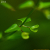 애기골무꽃(Scutellaria dependens Maxim.) : habal