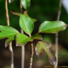 황칠나무(Dendropanax trifidus (Thunb.) Makino ex H.Hara) : 추풍