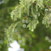 메타세쿼이아(Metasequoia glyptostroboides Hu & Cheng) : 산들꽃