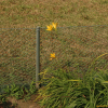 애기원추리(Hemerocallis minor Mill.) : 꽃사랑