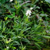 좁은잎사위질빵(Clematis hexapetala Pall.) : 벼루