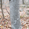 회나무(Euonymus sachalinensis (F.Schmidt) Maxim.) : 벼루